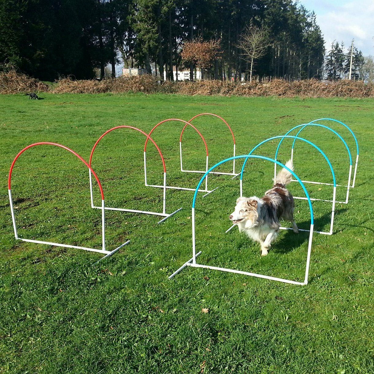 cat food for diabetic cats